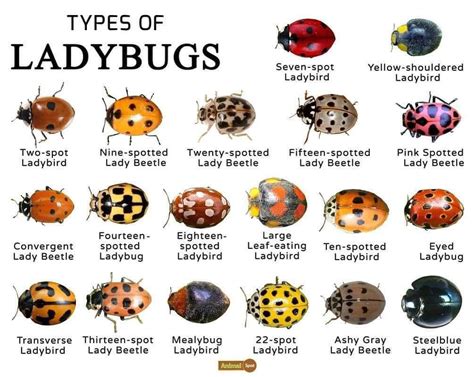 bugs that are similar to ladybugs